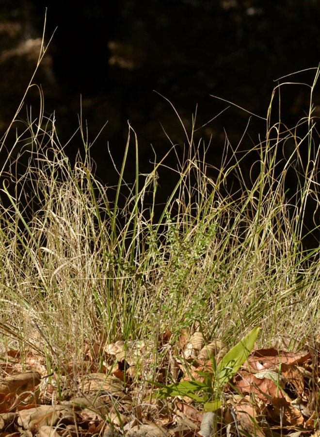 Agrostis pallens - Bent Grass (Plant)