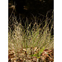 Agrostis pallens - Bent Grass (Plant)