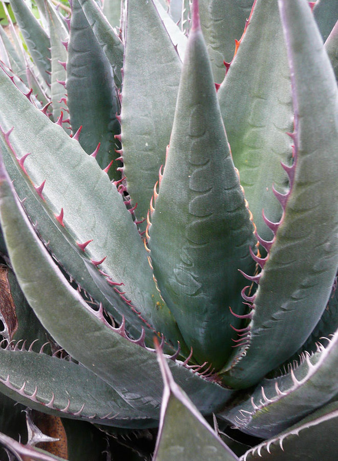 Agave shawii var. shawii - Shaw's Agave (Plant)