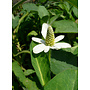 Anemopsis californica - Yerba Mansa (Plant)