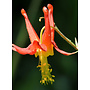 Aquilegia formosa - Red or Scarlet Columbine (Plant)