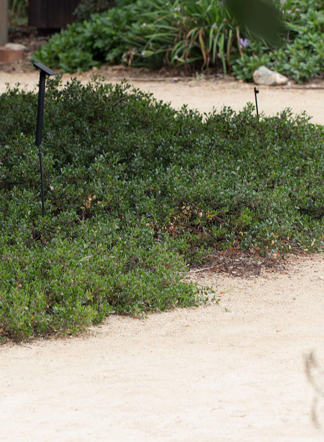 Arctostaphylos hookeri 'Ken Taylor' - Ken Taylor Hooker's Manzanita (Plant)