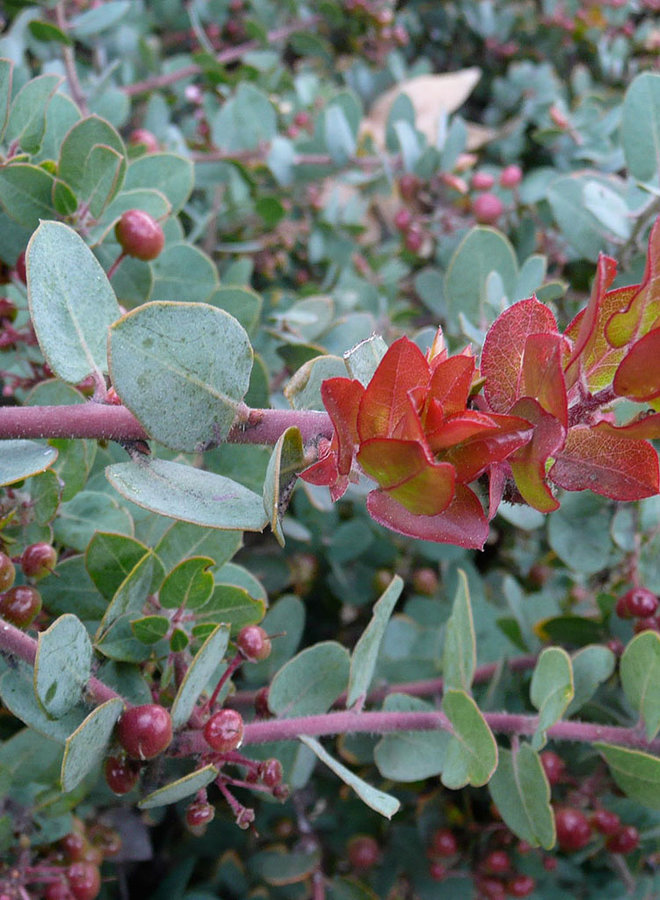 Arctostaphylos pajaroensis 'Paradise' - Paradise Pajaro Manzanita (Plant)
