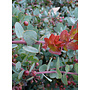 Arctostaphylos pajaroensis 'Paradise' - Paradise Pajaro Manzanita (Plant)