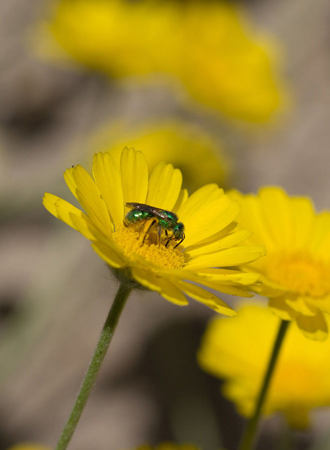 Baileya multiradiata - Desert Marigold (Plant)