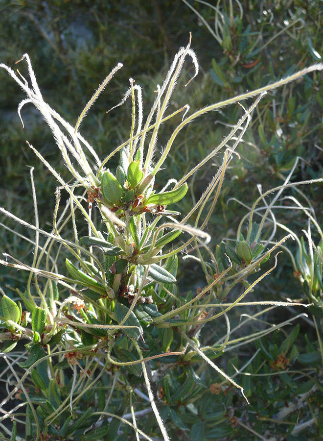 Cercocarpus ledifolius - Curl Leaf Mountain Mahogany (Plant)