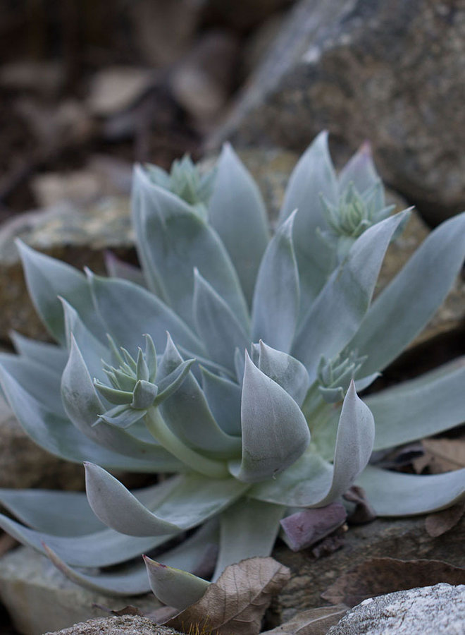 Dudleya brittonii - Britton's Dudleya (Plant)