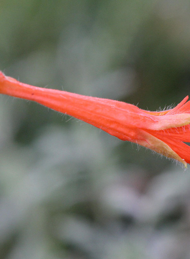 Epilobium 'Armstrong' - Armstrong California Fuchsia (Plant)