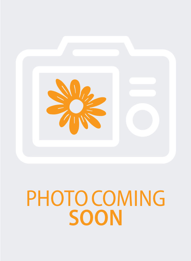 Erigeron glaucus - Seaside Daisy (Plant)