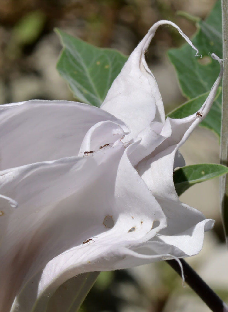 Datura Wrightii Sacred Datura Jimsonweed Plant Theodore Payne Foundation Store