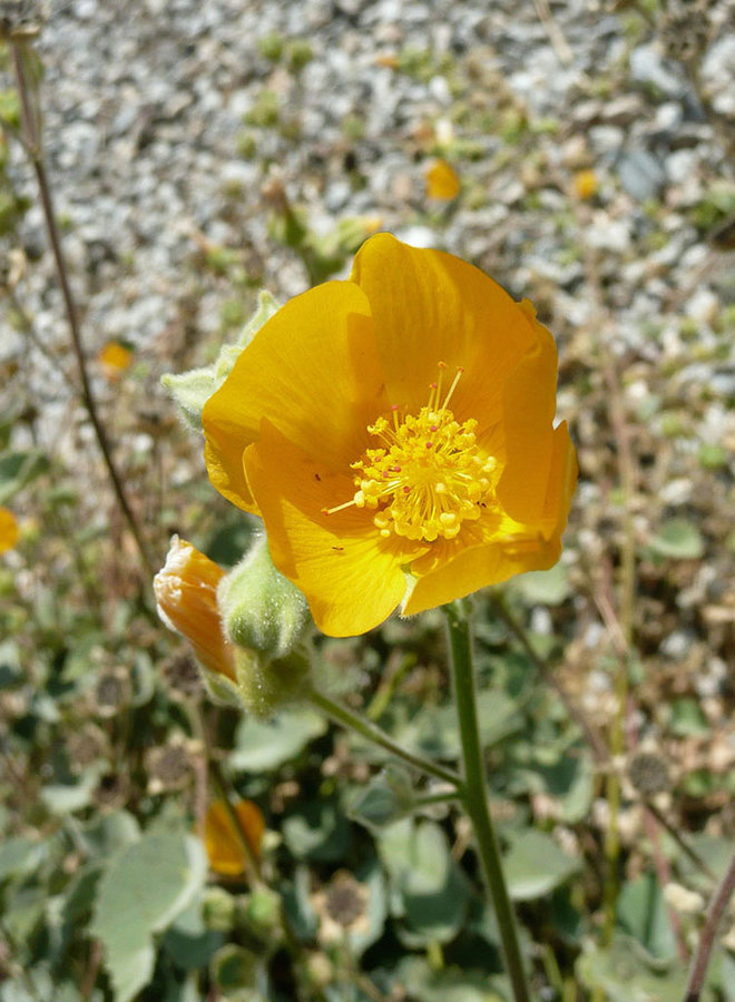 Abutilon palmeri - Palmer's Indian Mallow (Plant)