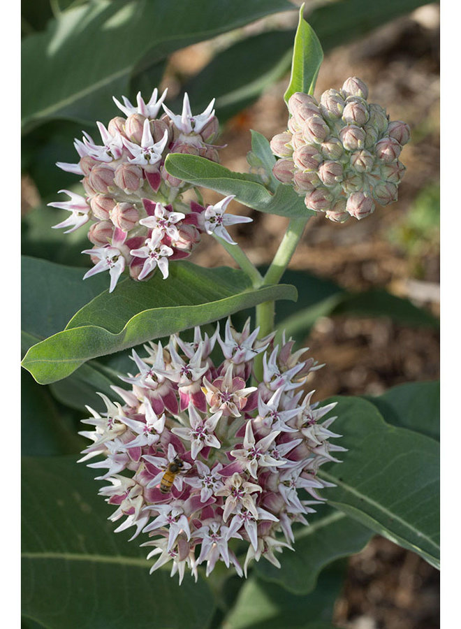 Asclepias speciosa - Showy Milkweed (Plant)