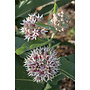 Asclepias speciosa - Showy Milkweed (Plant)
