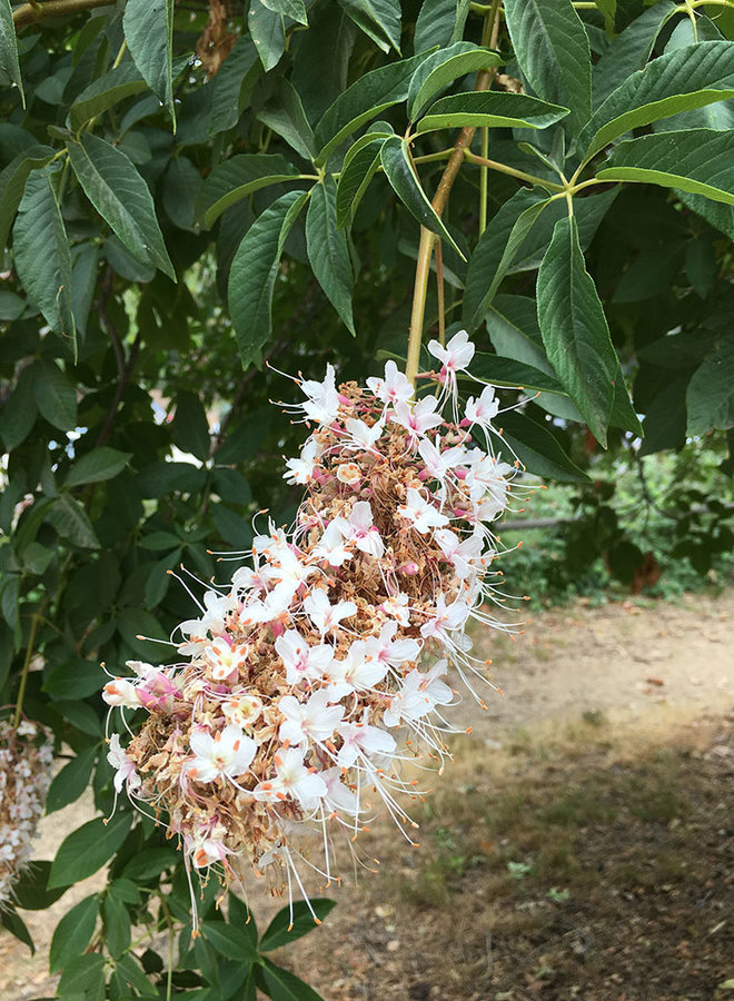 Aesculus californica - California Buckeye (Plant)