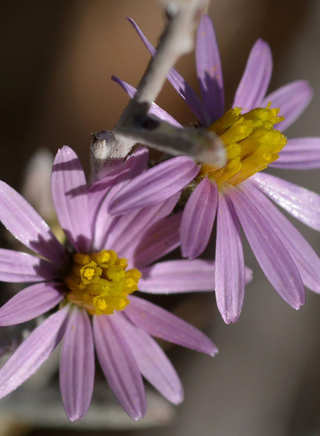 Corethrogyne filaginifolia - Common Sandaster, California Aster (Plant)