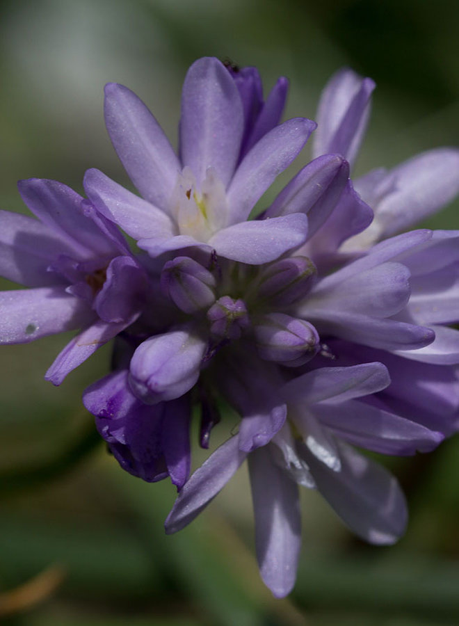Dichelostemma congestum - Ookow (Plant)