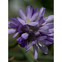 Dichelostemma congestum - Ookow (Plant)