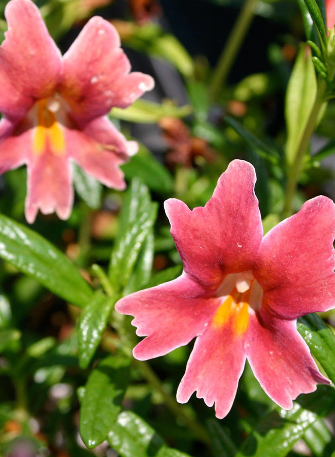 Diplacus 'Jelly Bean Dark Pink' - Jelly Bean Dark Pink Monkeyflower (Plant)