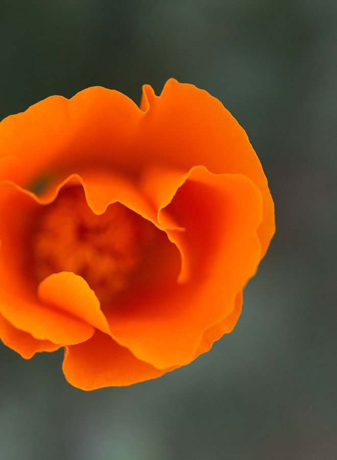 Eschscholzia californica - California Poppy (Plant)
