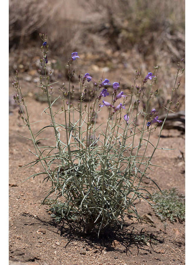 Penstemon incertus - Mojave Penstemon, Western Desert Penstemon (Plant)