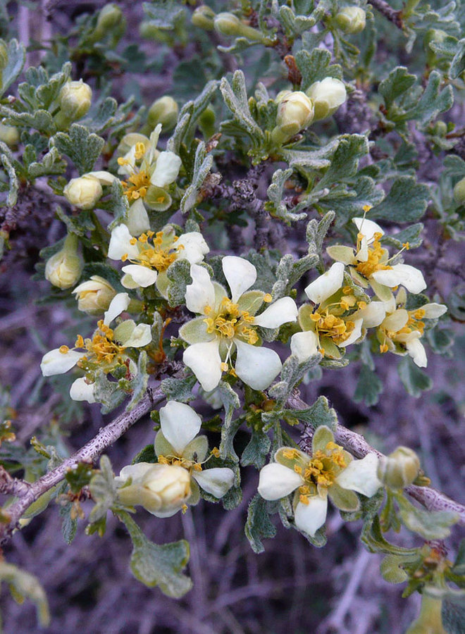 Purshia tridentata - Antelope Bitterbrush (Plant)