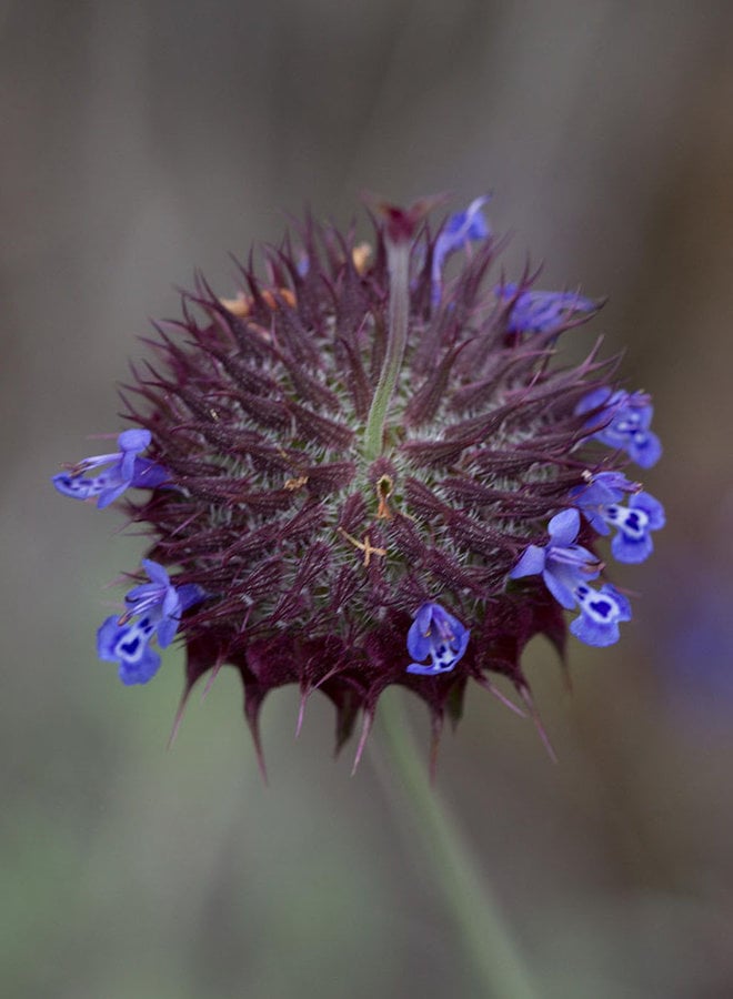 Salvia columbariae - Chia (Plant)