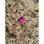 Clarkia purpurea ssp. quadrivulnera - Purple Clarkia, Purple Godetia (Seed)