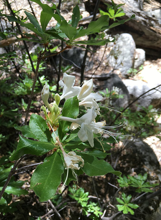Rhododendron occidentale - Western Azalea (Plant)