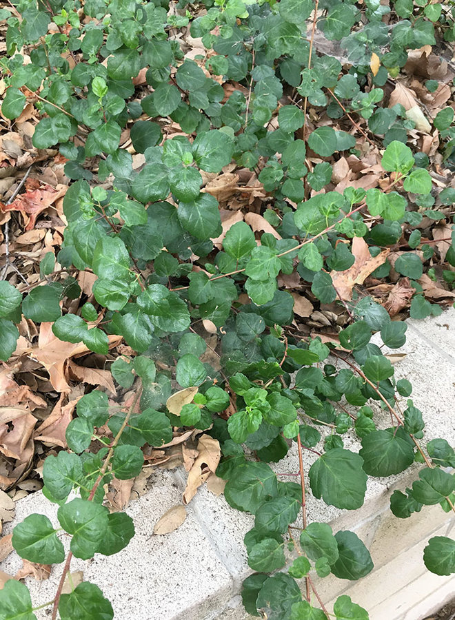 Ribes viburnifolium 'Spooner's Mesa' - Spooner's Mesa Evergreen Currant (Plant)