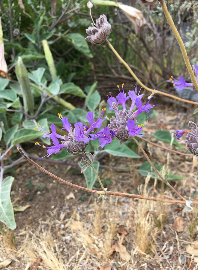 Salvia chionopeplica - Baja Sage (Plant)