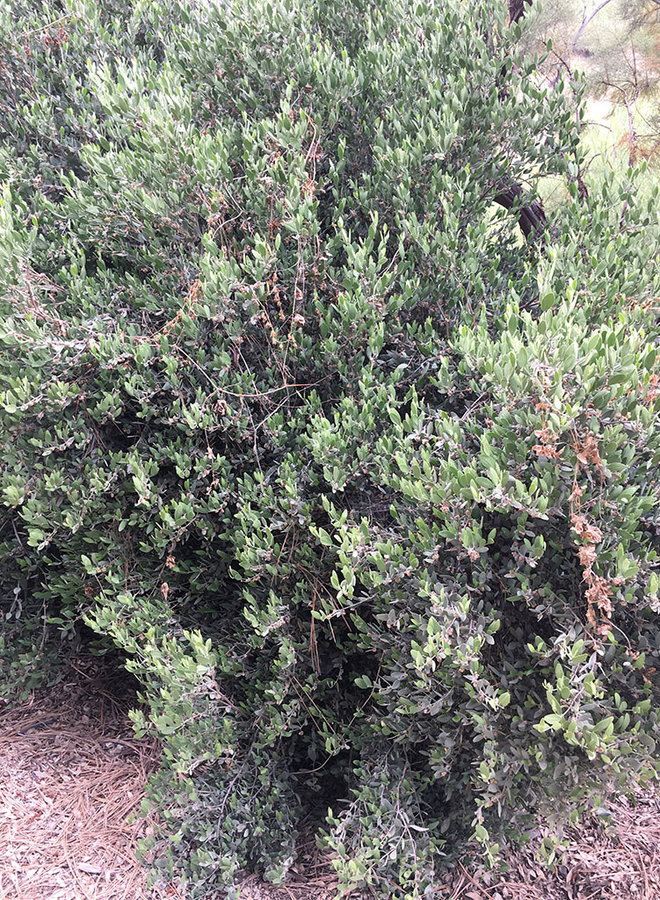 Simmondsia chinensis - Jojoba, Goatnut (Plant)