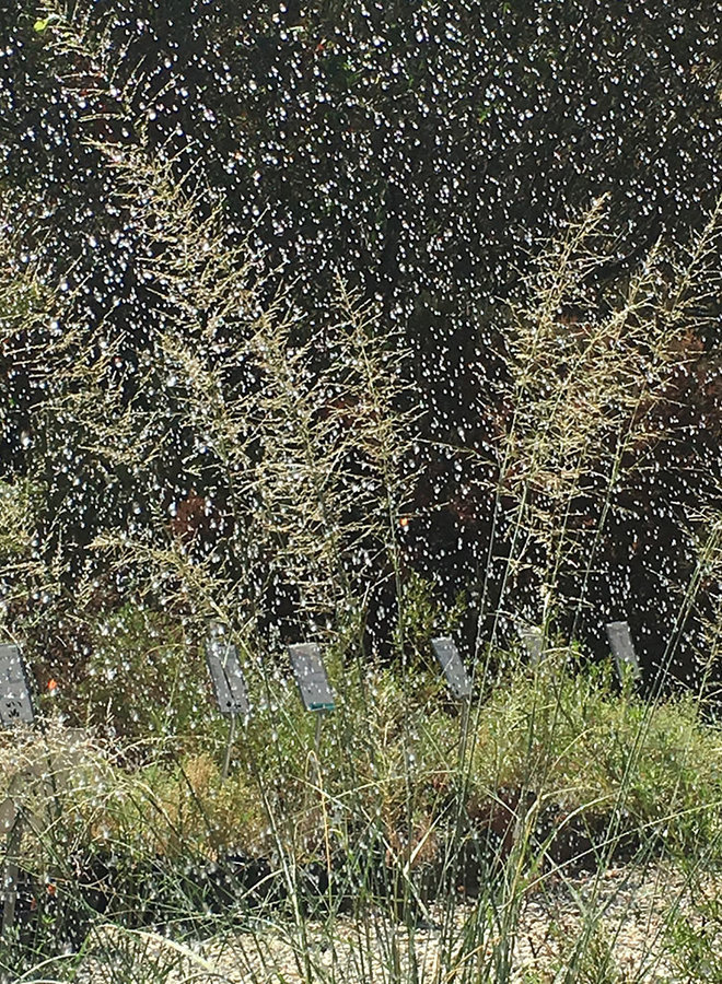 Sporobolus wrightii - Big Sacaton (Plant)