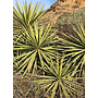 Yucca schidigera - Mojave Yucca (Plant)