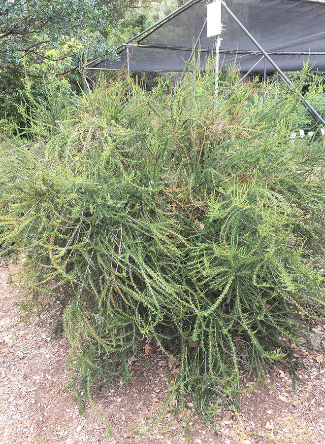 Adenostoma fasciculatum 'Santa Cruz Island' - Santa Cruz Island Chamise (Plant)