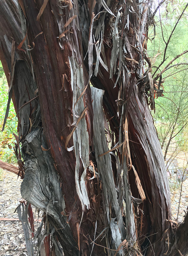 Adenostoma sparsifolium - Redshank, Ribbonwood (Plant)