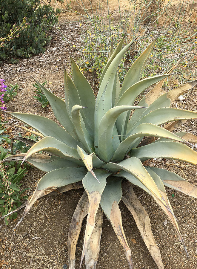 Agave deserti - Desert Agave (Plant)