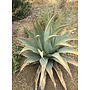 Agave deserti - Desert Agave (Plant)