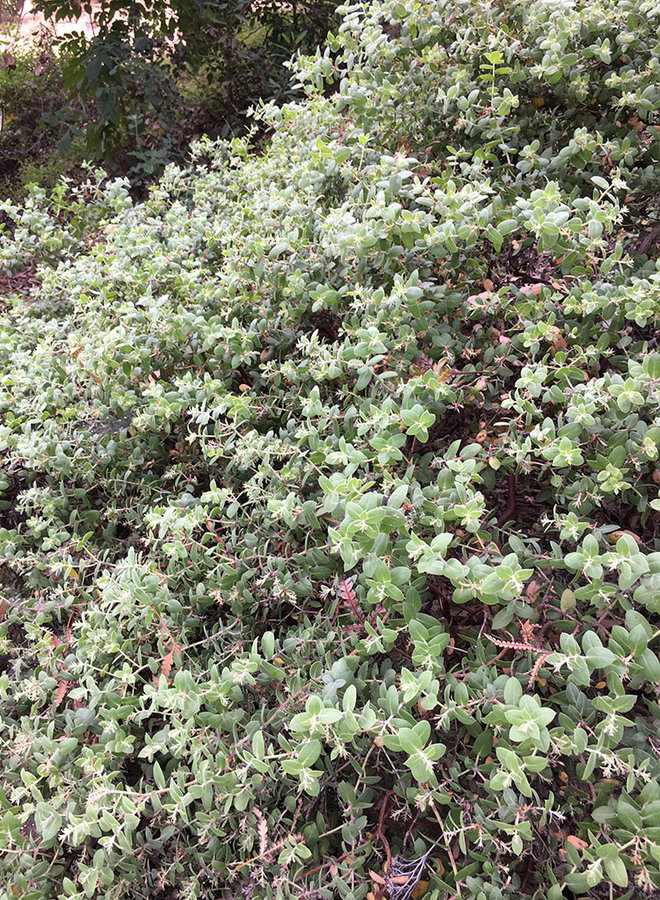 Arctostaphylos cruzensis - Arroyo de la Cruz Manzanita (Plant)
