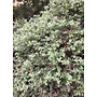 Arctostaphylos cruzensis - Arroyo de la Cruz Manzanita (Plant)