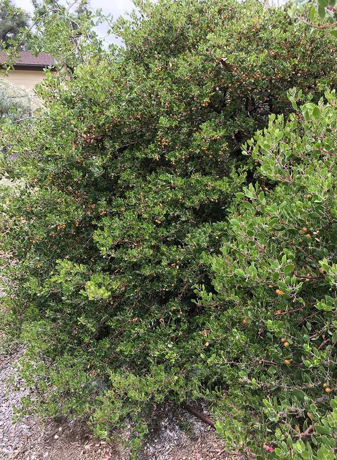 Arctostaphylos rudis 'Vandenberg' - Vandenberg Sand Mesa Manzanita (Plant)