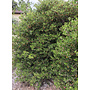 Arctostaphylos rudis 'Vandenberg' - Vandenberg Sand Mesa Manzanita (Plant)