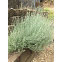 Artemisia ludoviciana ssp. albula - White Mugwort (Plant)