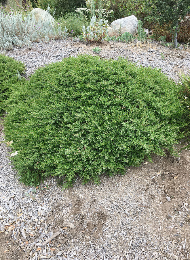 Baccharis pilularis 'Twin Peaks No. 2' - Twin Peaks No. 2 Dwarf Coyote Brush (Plant)