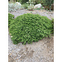 Baccharis pilularis 'Twin Peaks No. 2' - Twin Peaks No. 2 Dwarf Coyote Brush (Plant)