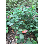 Berberis aquifolium var. repens - Creeping Oregon Grape (Plant)