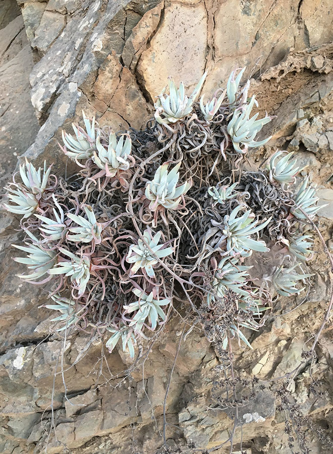Dudleya virens ssp. hassei - Santa Catalina Live-forever (Plant)