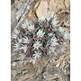 Dudleya virens ssp. hassei - Santa Catalina Live-forever (Plant)
