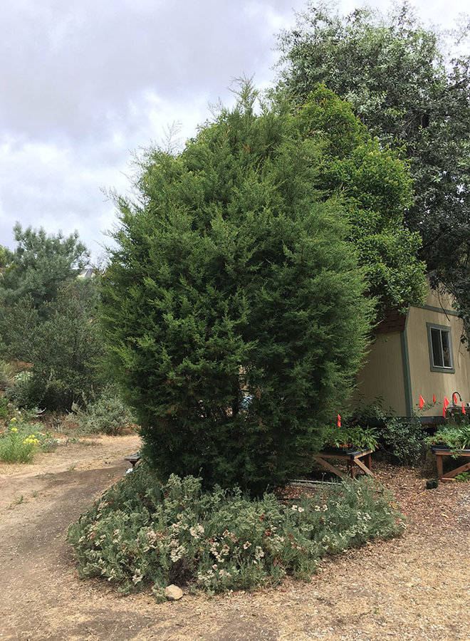 Hesperocyparis forbesii - Tecate Cypress (Plant)