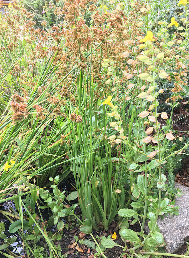 Juncus xiphioides - Iris Leaved Rush (Plant)