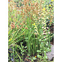 Juncus xiphioides - Iris Leaved Rush (Plant)